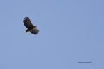 Seeadler 3