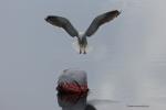 Möwe im Landeanflug 2