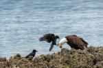 Adler auf der Nase herumtanzen