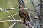 Red-winged Blackbird female