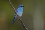 Mountain Bluebird