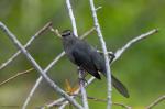 Gray Catbird Dumetella carolinensis 1