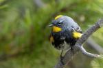 Yellow-rumped Warbler? Setophaga coronata