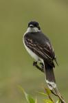 Eastern Kingbird Tyrannus tyrannus