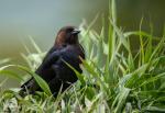 Brown Headed Cowbird Molothrus ater 3