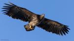 Seeadler Lofoten 2