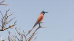 carmine bee-eater