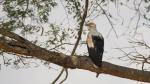 palmnut vulture