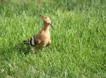 Unerkannter Vogel