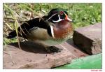 Ente im Bürgerpark - 02