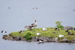 Vogelinselchen auf dem Tjörnin