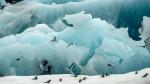 Küstenseeschwalben am Jökulsárlón (4)