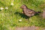 turdus merula