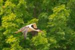 Storch in Riesa 2