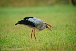 Storch