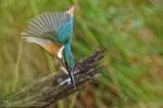 Eisvogel auf Angriff