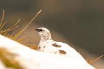 Alpenschneehuhn raw lightroom+sharpen