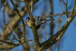 Vögel im winterlichen Kiez, Kohlmeise