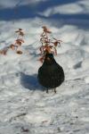 Vögel im winterlichen Kiez, Amsel (m)