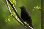 Neugierige Amsel