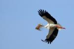 Storch