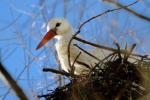 Storch