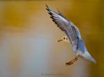 golden gull