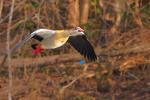 Nilgans