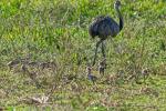 Nandus im Pantanal