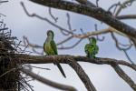 Mönchssittiche im Pantanal