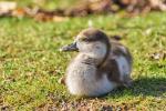 Nilgans