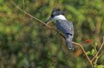 Amazonasfischerim Pantanal