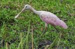 Rosa Löffler Pantanal