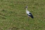 Muguaristorch Pantanal