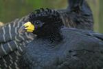 Glattschnabelhokko im Parque des Aves