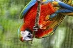 Catalina Macaw im Parque des Aves