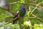 Kolibri im Parque des Aves