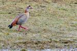 Nilgans