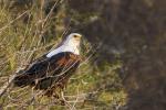 Schreiseeadler