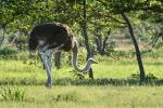 Strauß Etosha