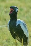 Gackeltrappe  Etosha