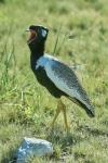 Gackeltrappe  Etosha