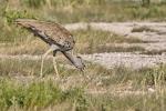 Koritrappe  Etosha