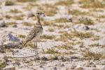 Doppelband Rennvogel Etosha