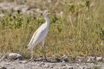 Kuhreiher Etosha