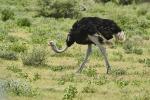 Strauß Etosha