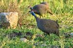 Perlhuhn Namibia