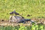 Go Away Birds Namibia