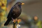 Amsel