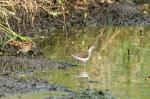 Waldwasserläufer und Bekassine